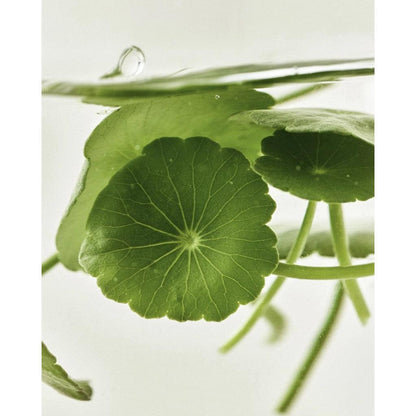 Beauty of Joseon Light On Serum: Centella + Vita C
